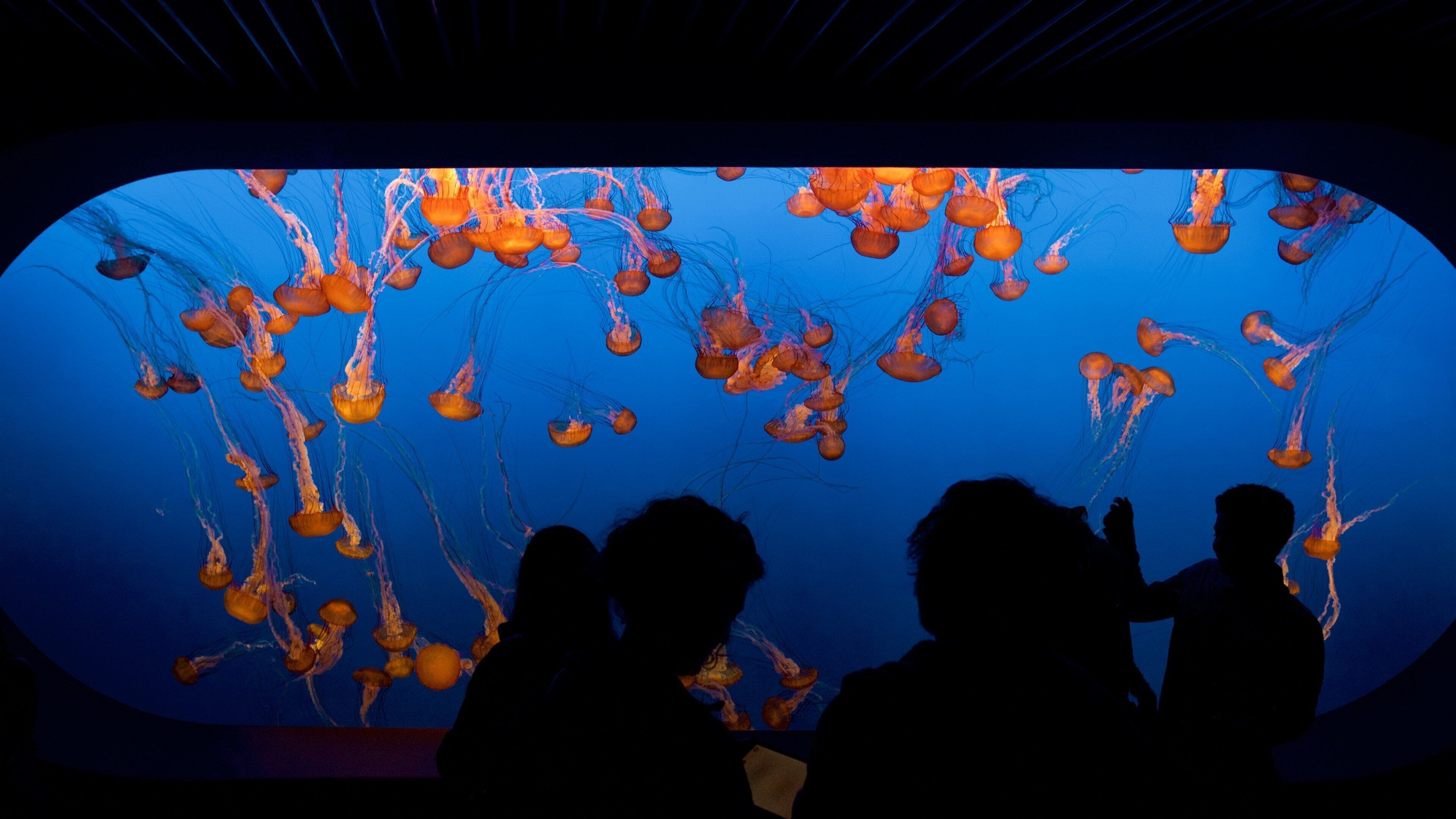 Um aquário com exposições de águas-vivas.