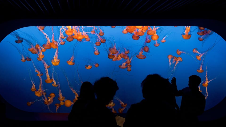 Um aquário com exposições de águas-vivas.