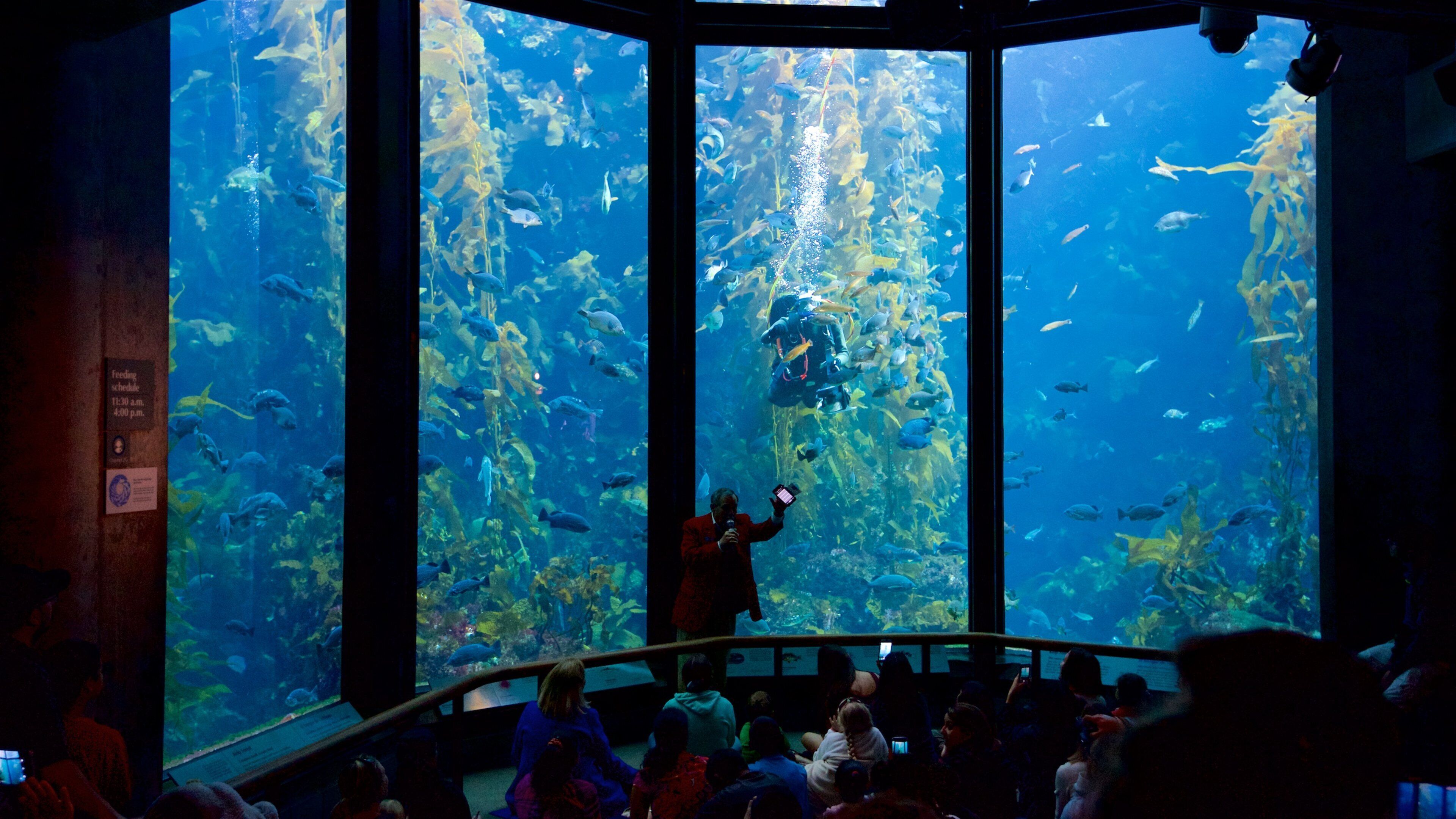 An aquarium with large windows, a diver, and a crowd of visitors.