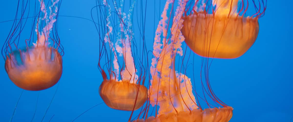 Monterey Bay Aquarium showing marine life