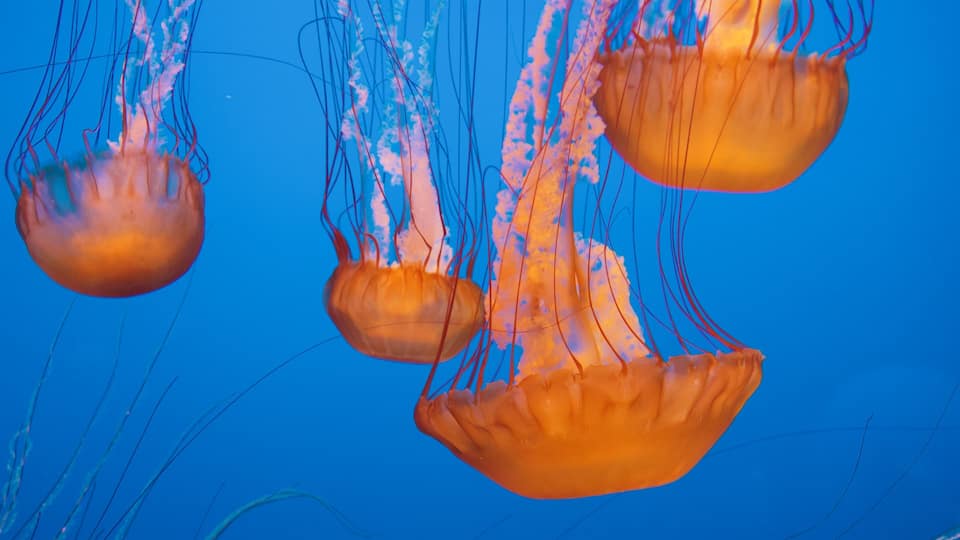 Monterey Bay Aquarium showing marine life