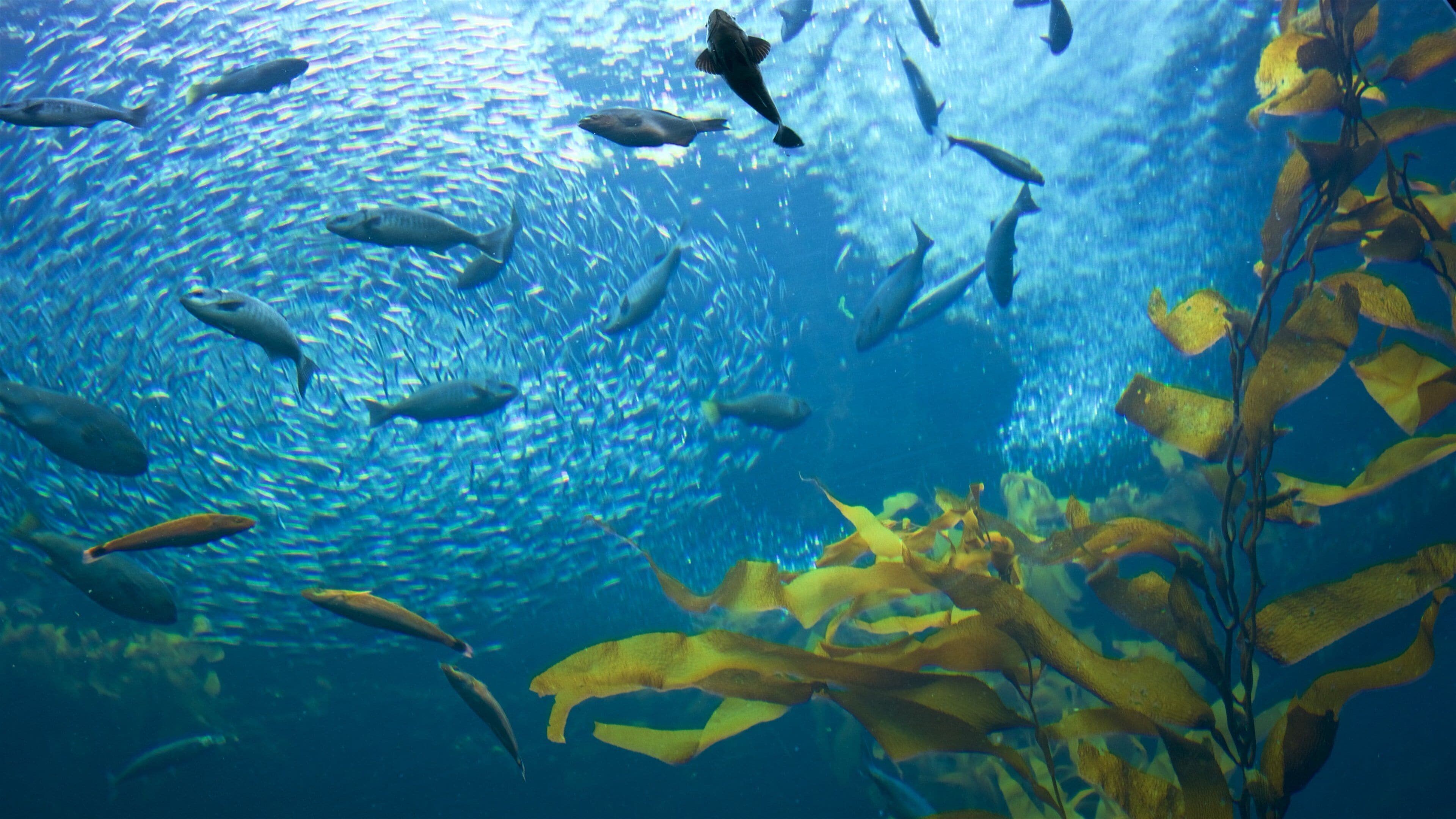 Um cardume de peixes nadando em águas azuis cristalinas, com algas marinhas em primeiro plano.