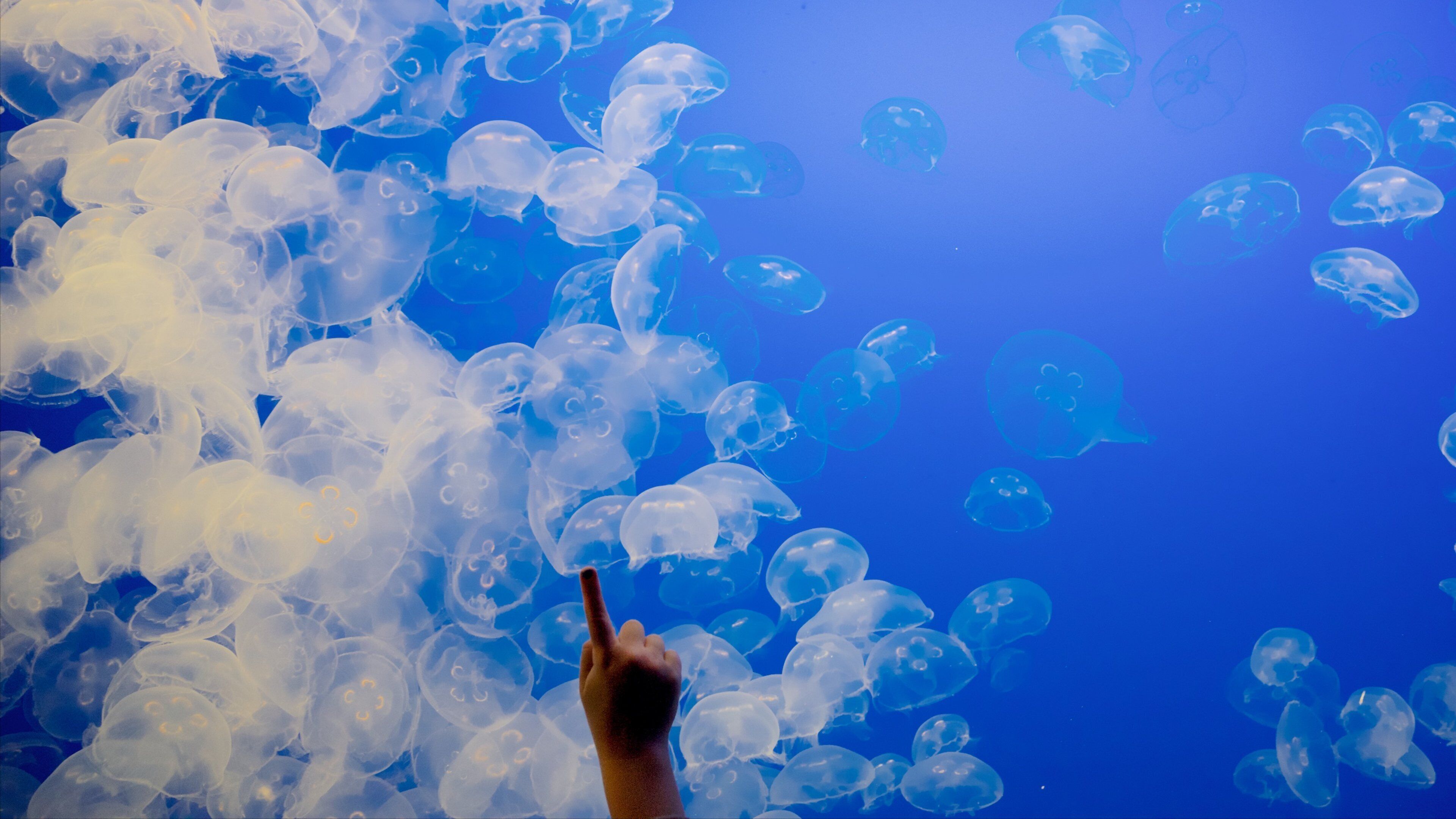 モントレー ベイ水族館 フィーチャー 海洋生物