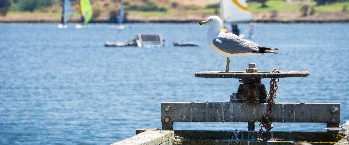 Seagull standing on a water release valve, Shoreline Lake and Park, Mountain View, California