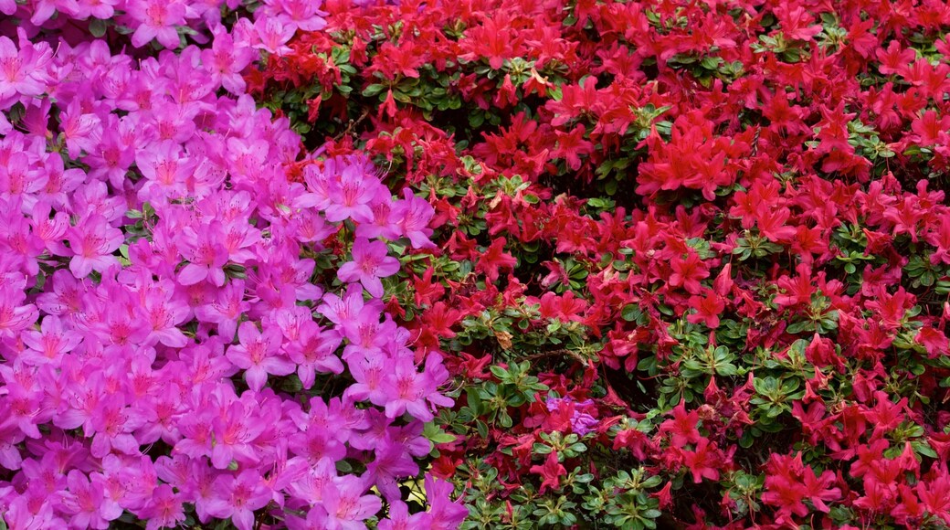 Hakone Gardens showing flowers
