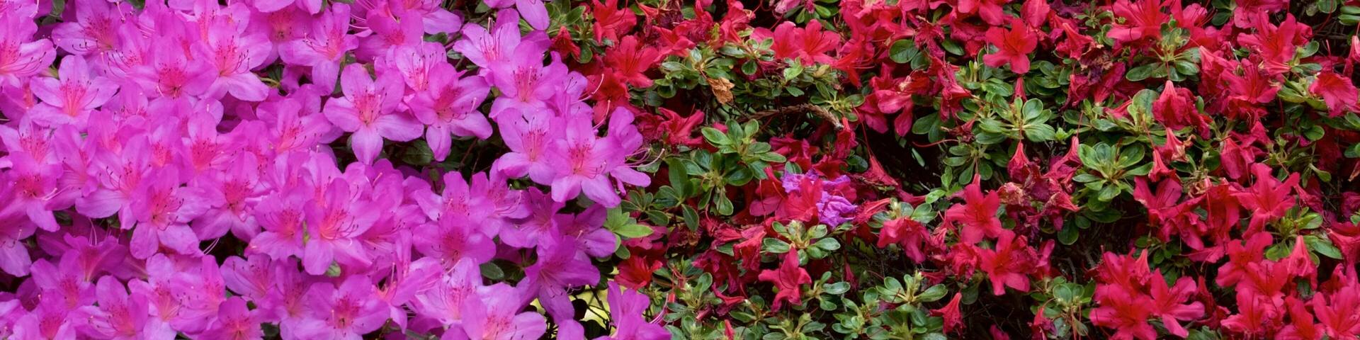 Hakone Gardens showing flowers