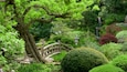 Hakone Gardens showing a garden