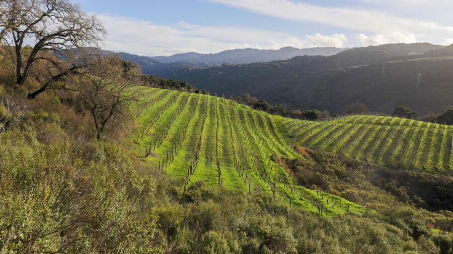 Vineyards above the foothills of Saratoga in Santa Cruz Mountains. Viewed from Fremont Older Preserve, Santa Clara County, California, USA.