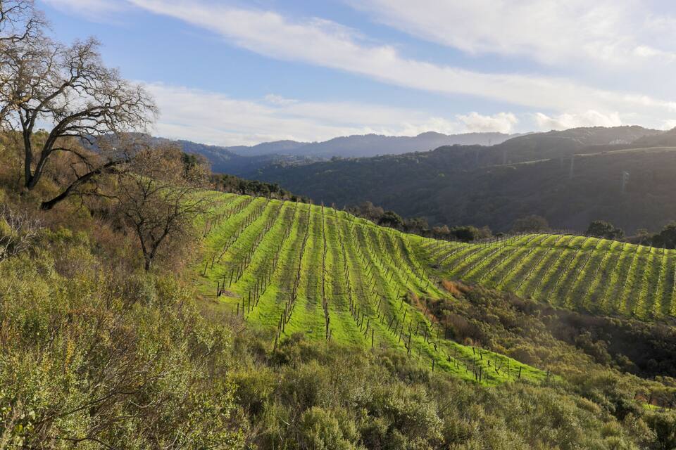 Terraced vineyards on a hillside with a clear sky.