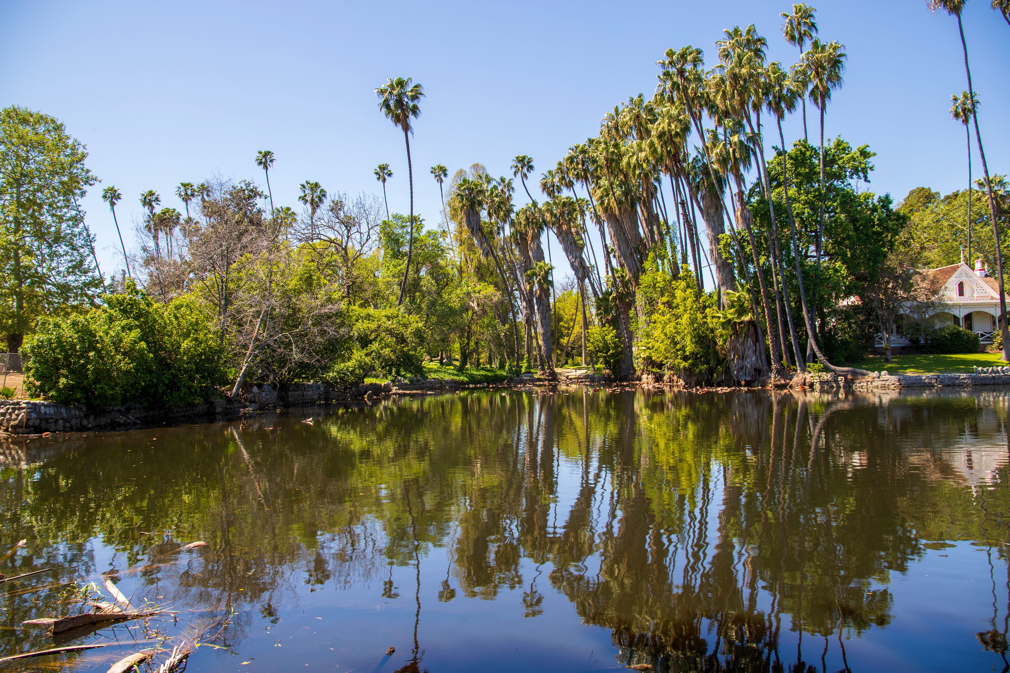 A lagoon in a gorgeous spring landscape at the Los Angeles County Arboretum and Botanic Garden in Arcadia California USA