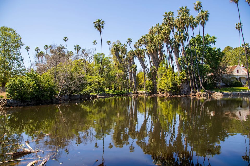 A calm lake with tall palm trees reflecting in the water, surrounded by lush greenery and a building in the background.