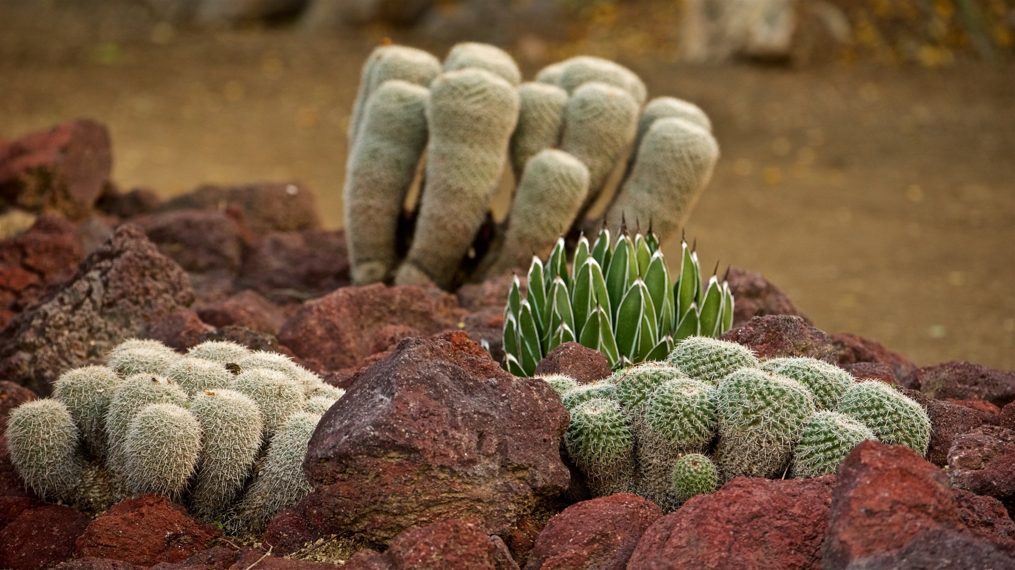 Moorten Botanical Garden and Cactarium which includes a garden and desert views