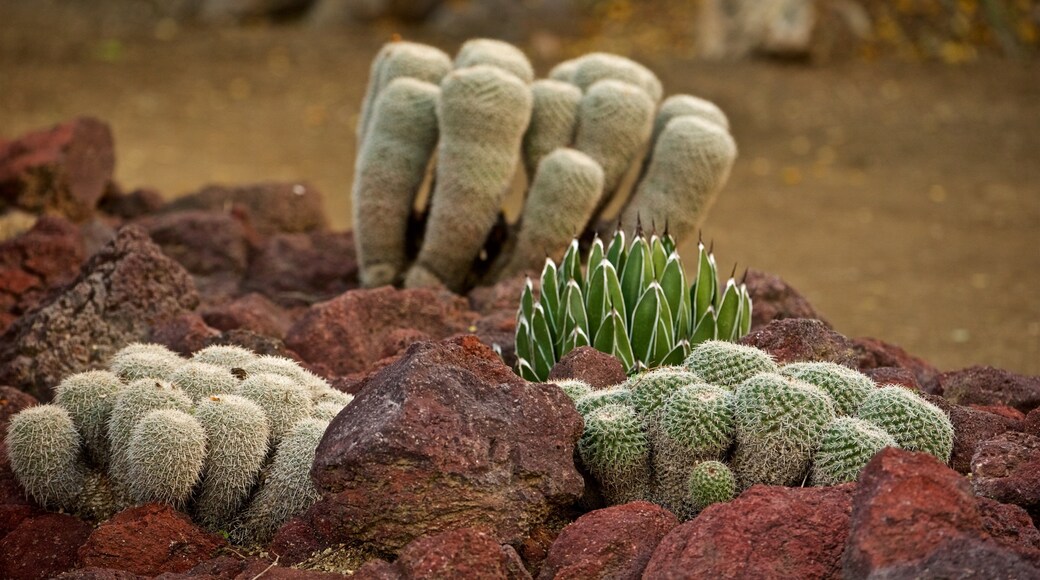 Moorten Botanical Garden and Cactarium which includes a garden and desert views
