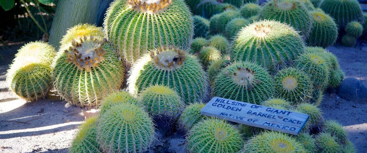 Moorten botaniske hage og kaktarium som viser ørkenutsikt