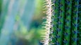 Primer plano de un cactus con espinas y hojas verdes.