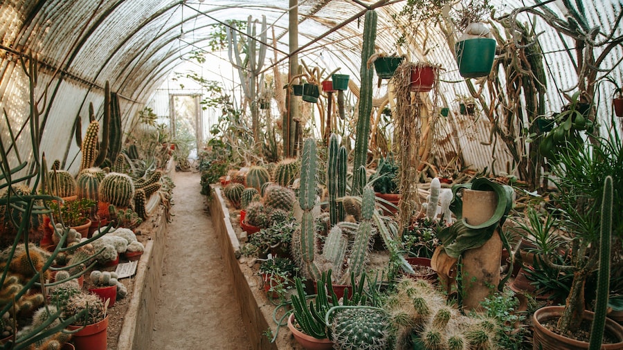 Moorten Botanical Garden and Cactarium showing a park and interior views