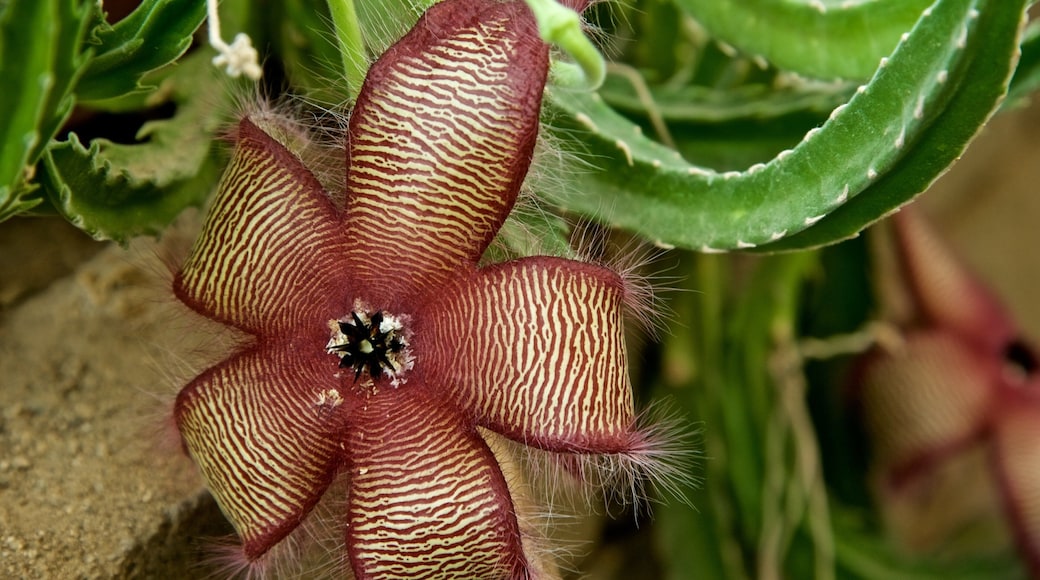 Moorten Botanical Garden and Cactarium featuring wildflowers