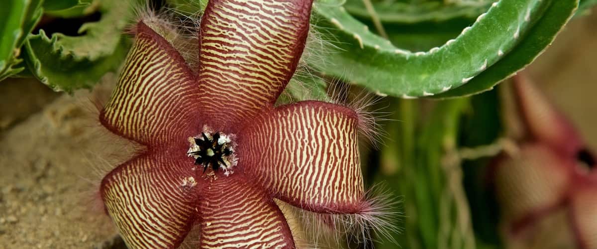 Moorten Botanical Garden and Cactarium featuring wildflowers