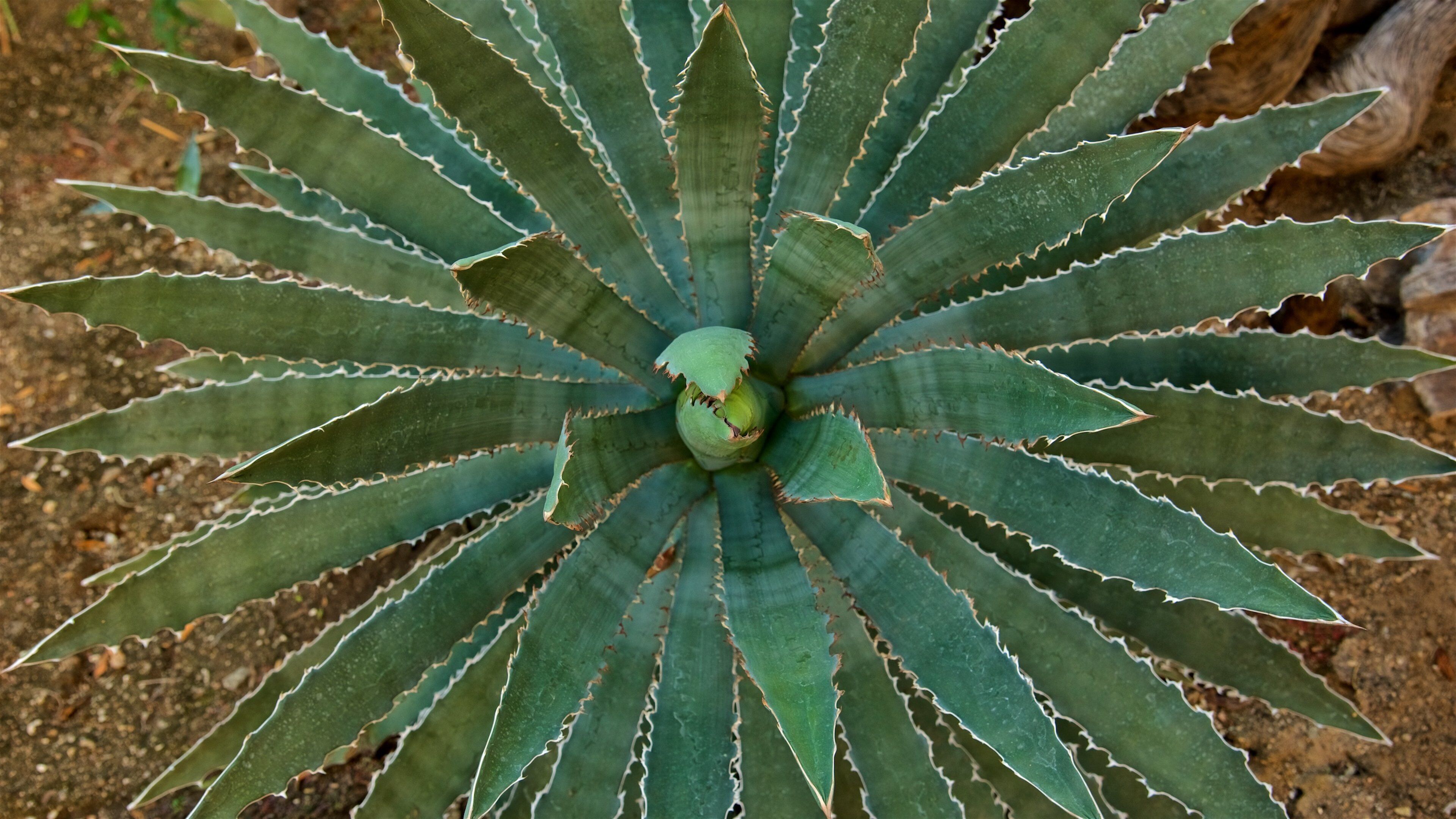 Moorten Botanical Garden and Cactarium showing a garden