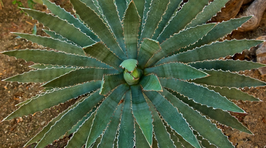 Moorten Botanical Garden and Cactarium showing a garden