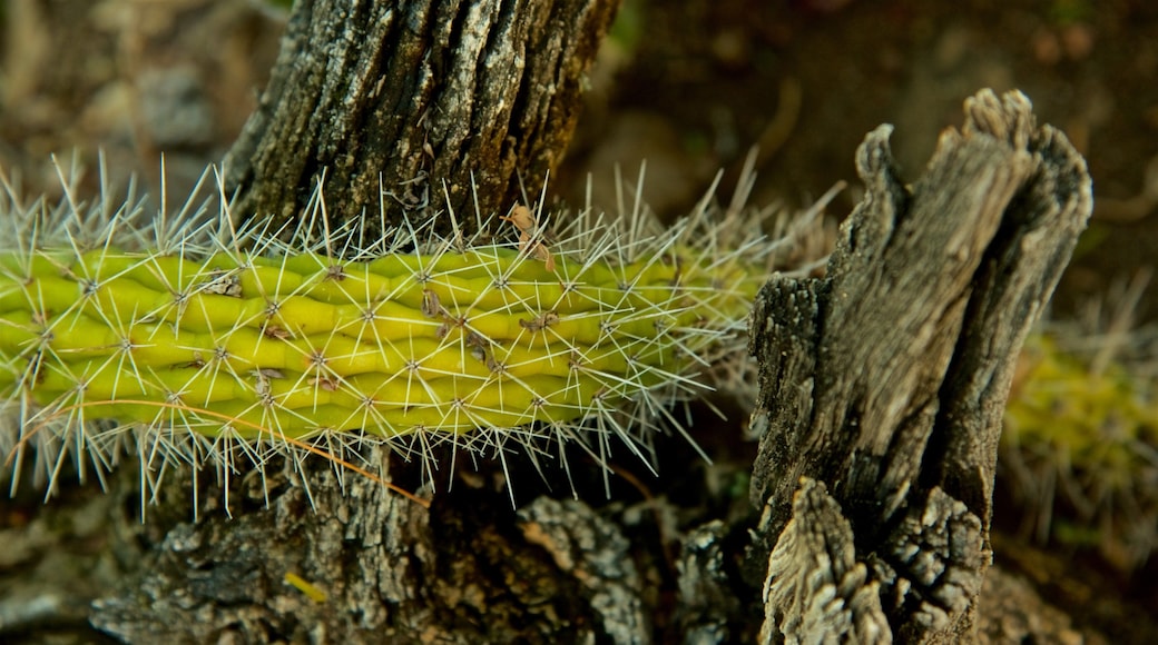 Moorten Botanical Garden and Cactarium which includes a garden