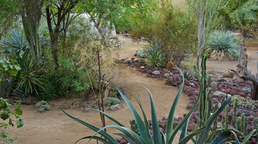 Moorten Botanical Garden and Cactarium featuring a park