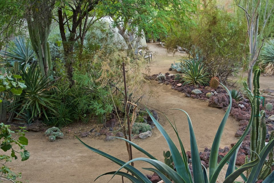 A desert garden with various cacti and succulents, a dirt path, and a wooden fence.