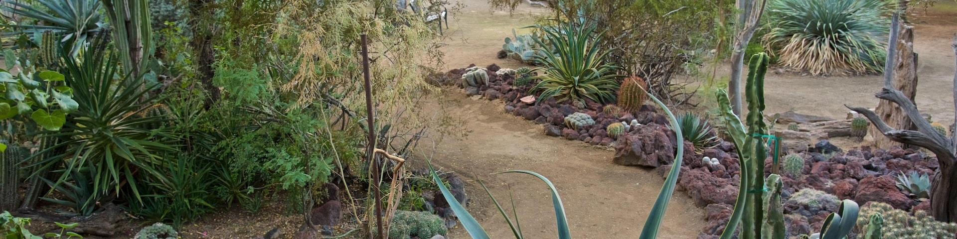 Moorten Botanical Garden and Cactarium featuring a park