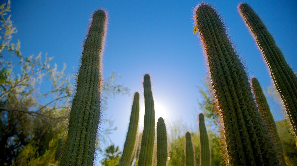 Moorten Botanical Garden and Cactarium bevat een tuin