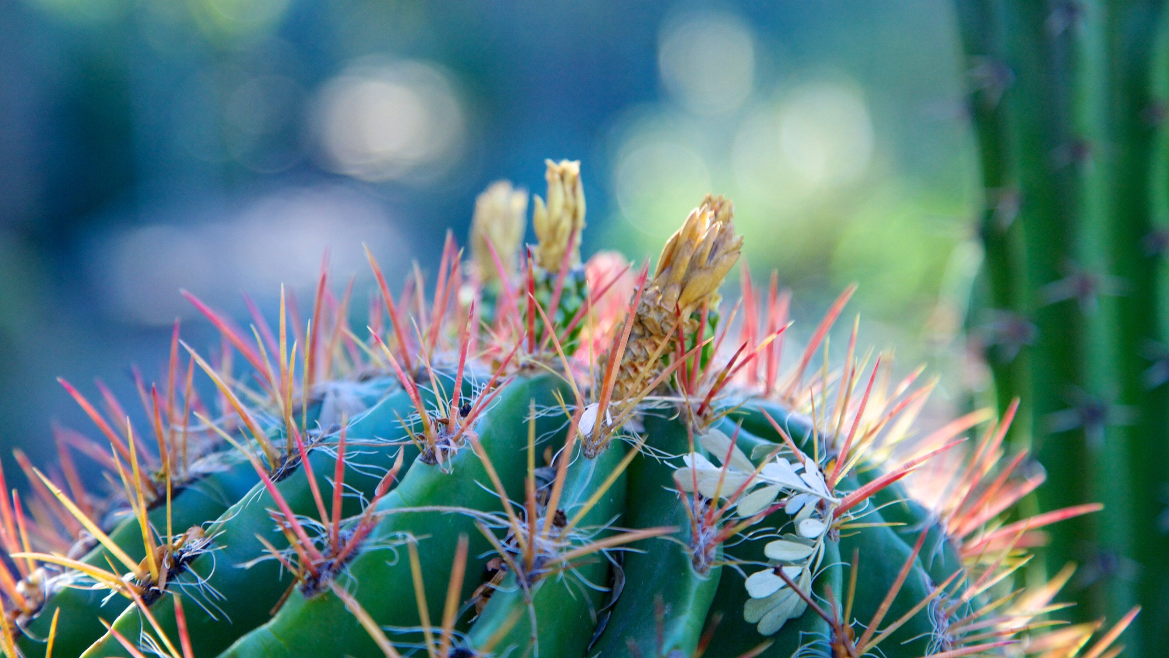 Moorten Botanical Garden and Cactarium which includes flowers