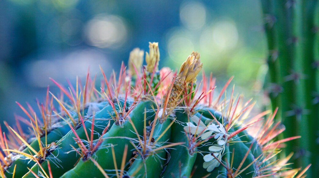 Moorten Botanical Garden and Cactarium which includes flowers