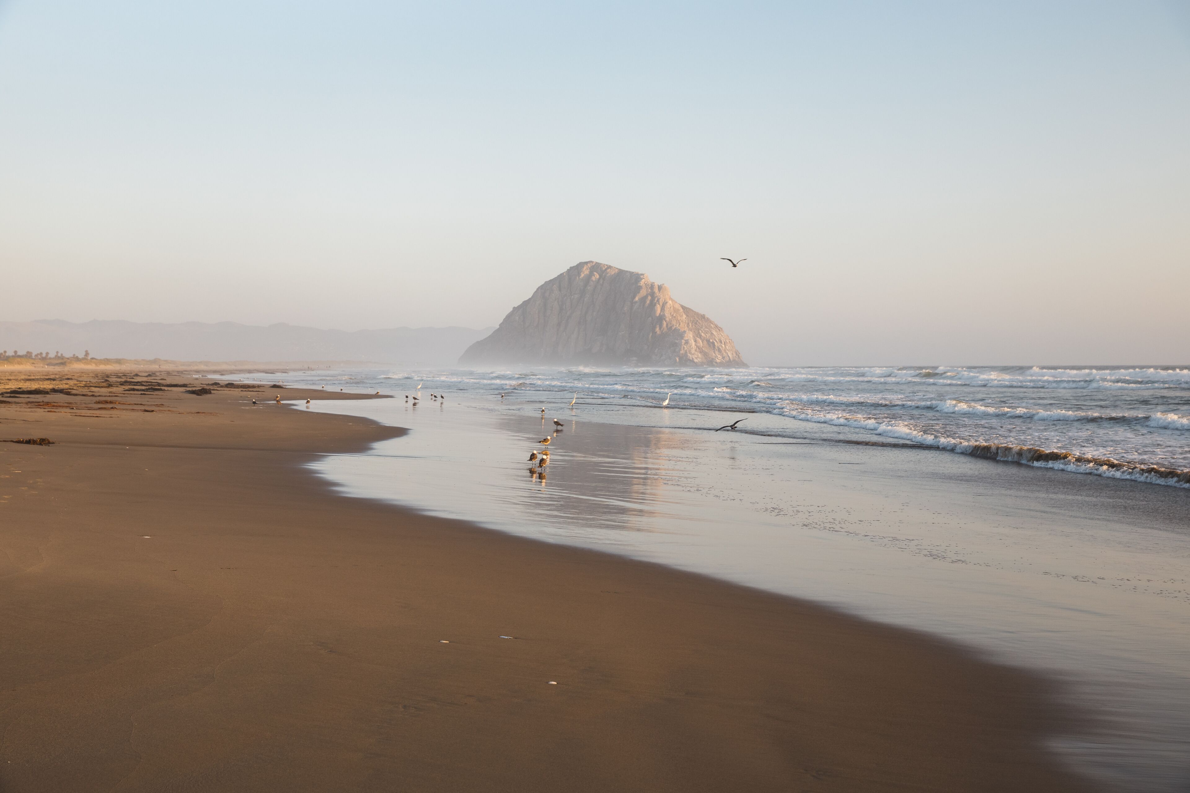 Foggy sunset with birds and rock reflecting on wet sandy beach in Morro Bay, California 
