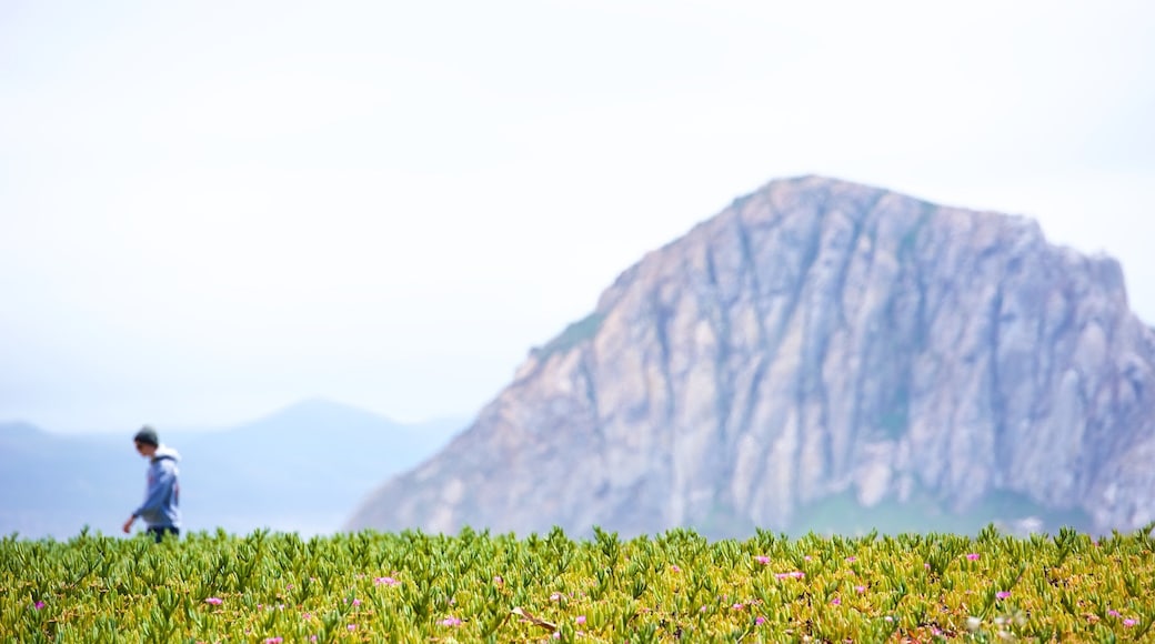 Morro Rock which includes wildflowers and mountains as well as an individual male