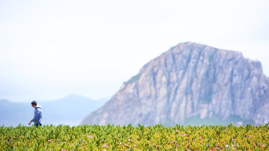Morro Rock which includes wild flowers and mountains as well as an individual male