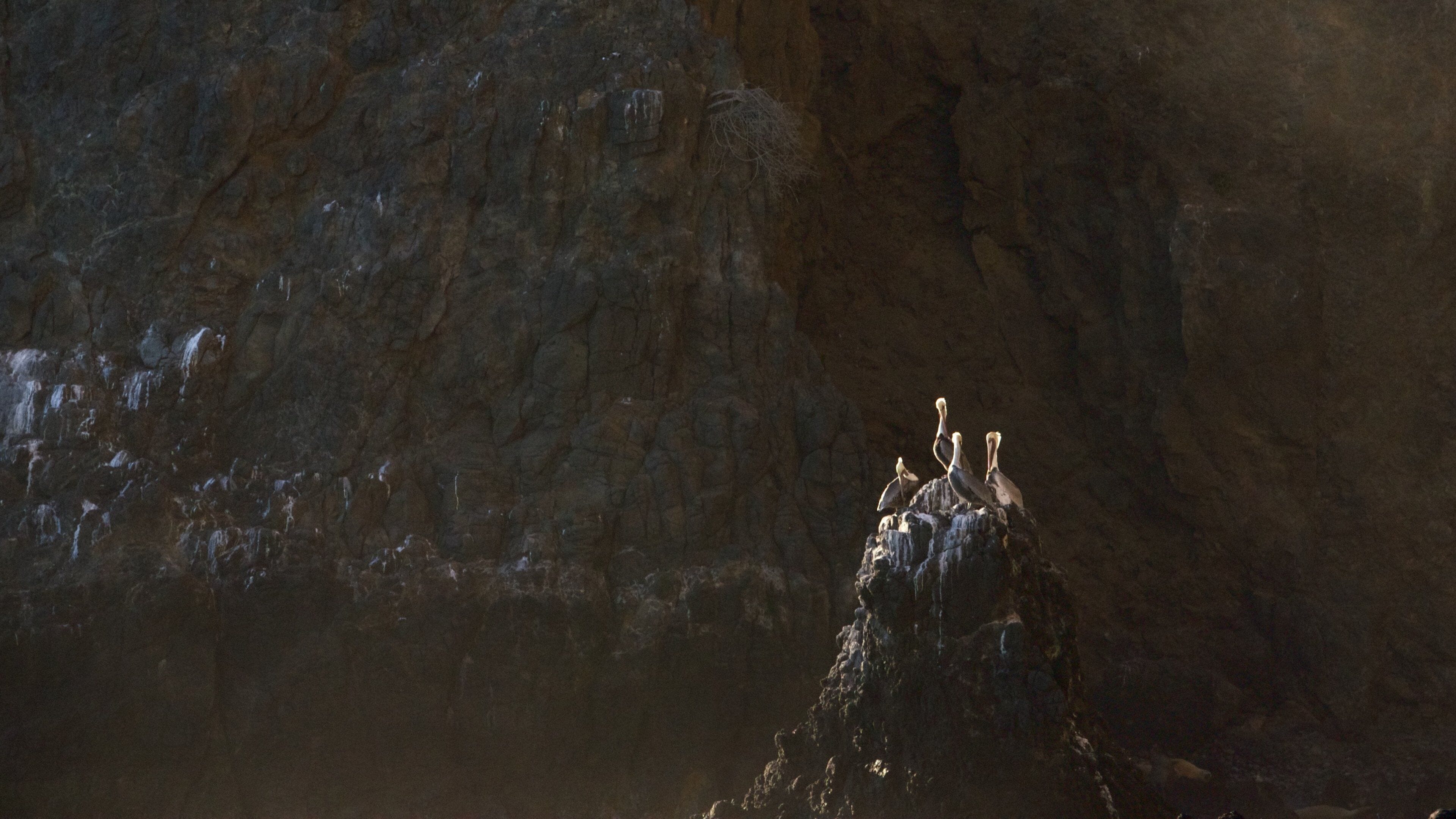 Channel Islands National Park showing general coastal views, bird life and rocky coastline