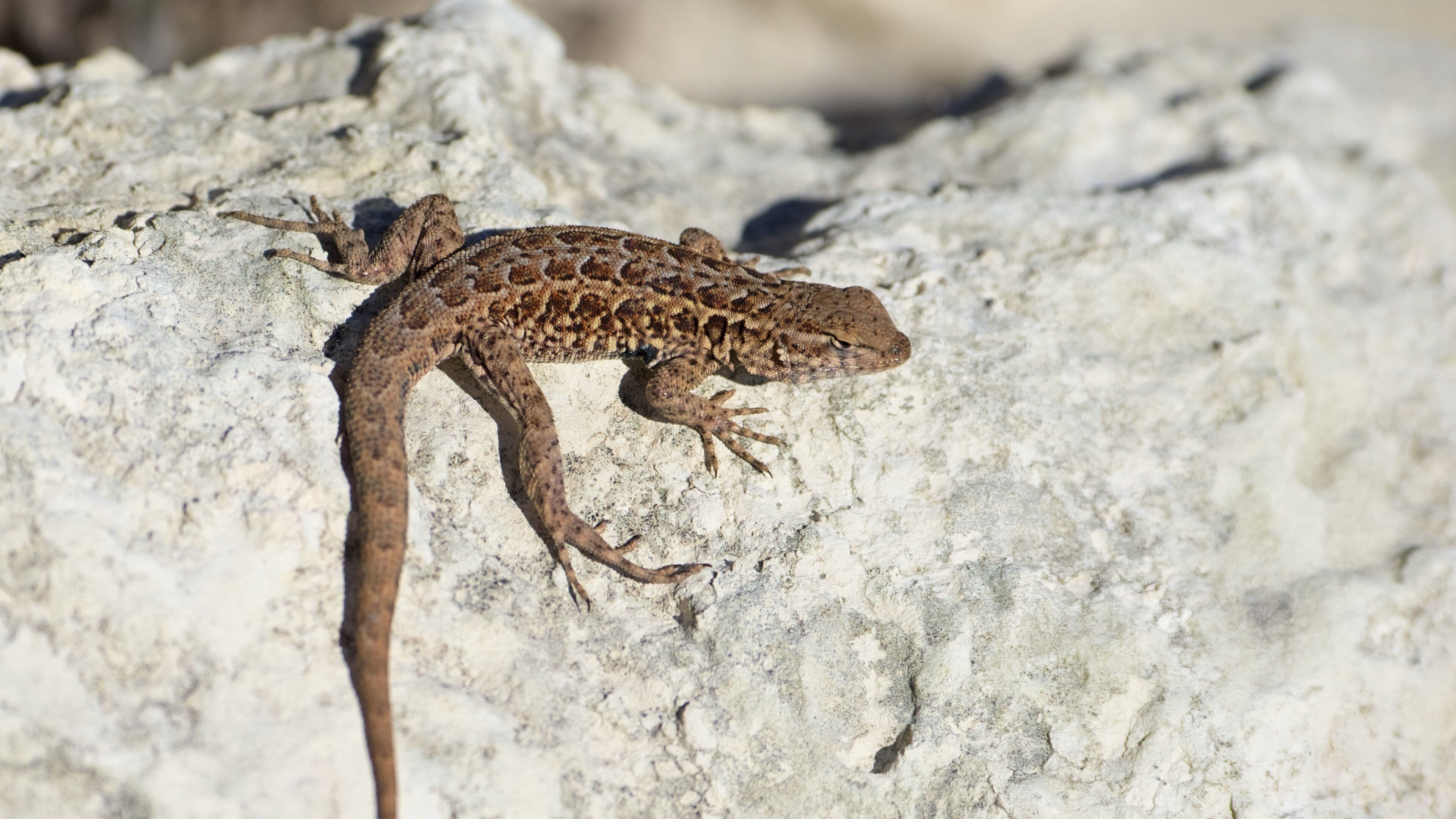 Channel Islands National Park showing animals
