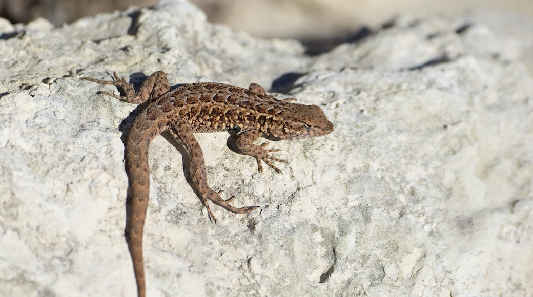 Channel Islands Nationalpark welches beinhaltet Tiere