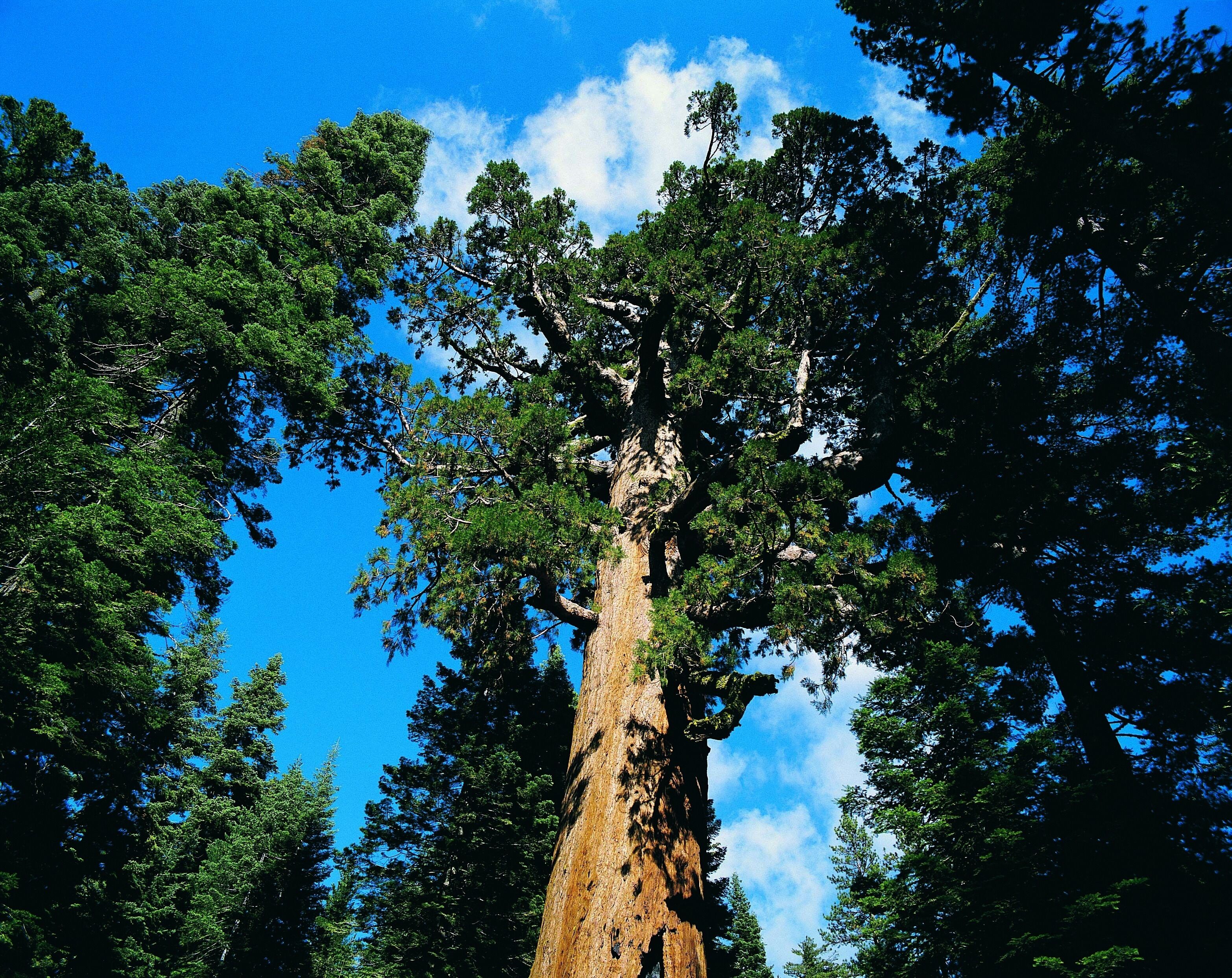 Giant Sequoia Tree, Yosemite National Park, USA