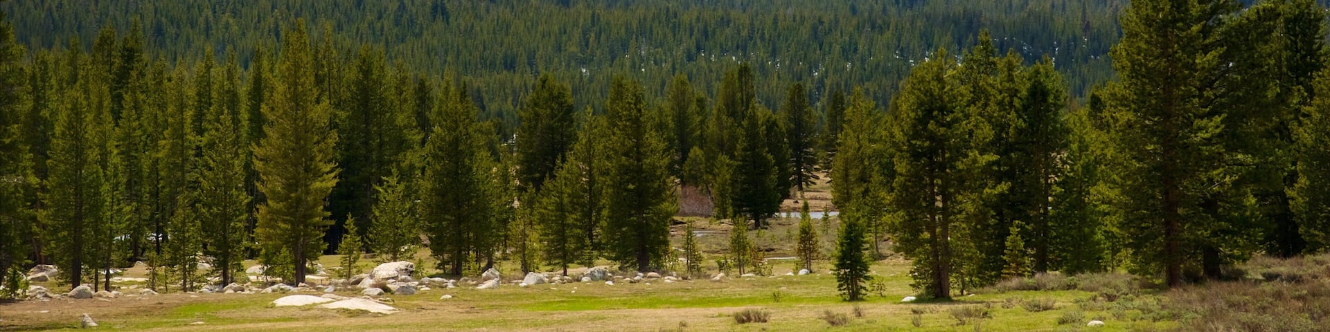 Tuolumne Meadows featuring forests and tranquil scenes