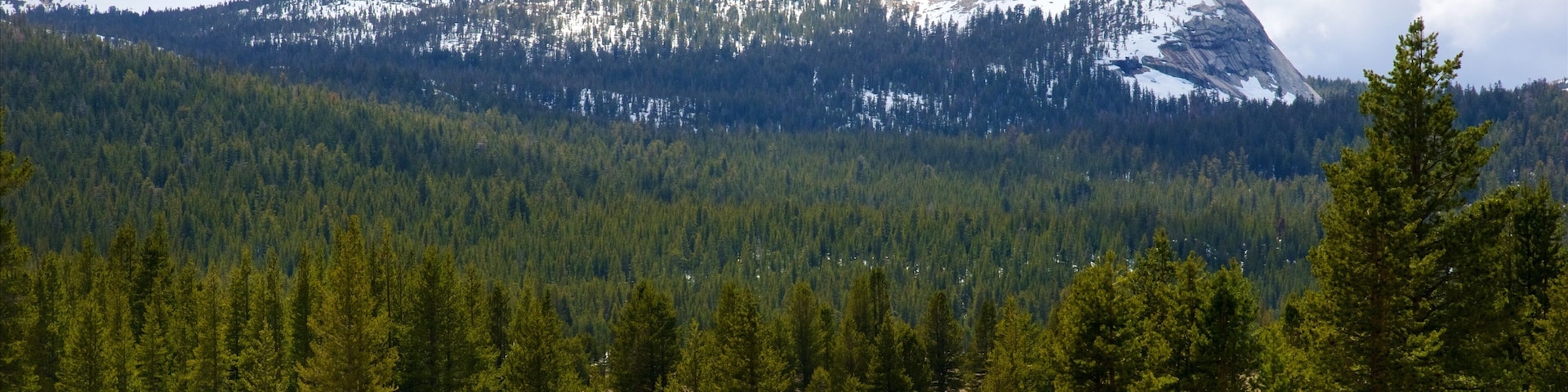 Tuolumne Meadows featuring forests and tranquil scenes