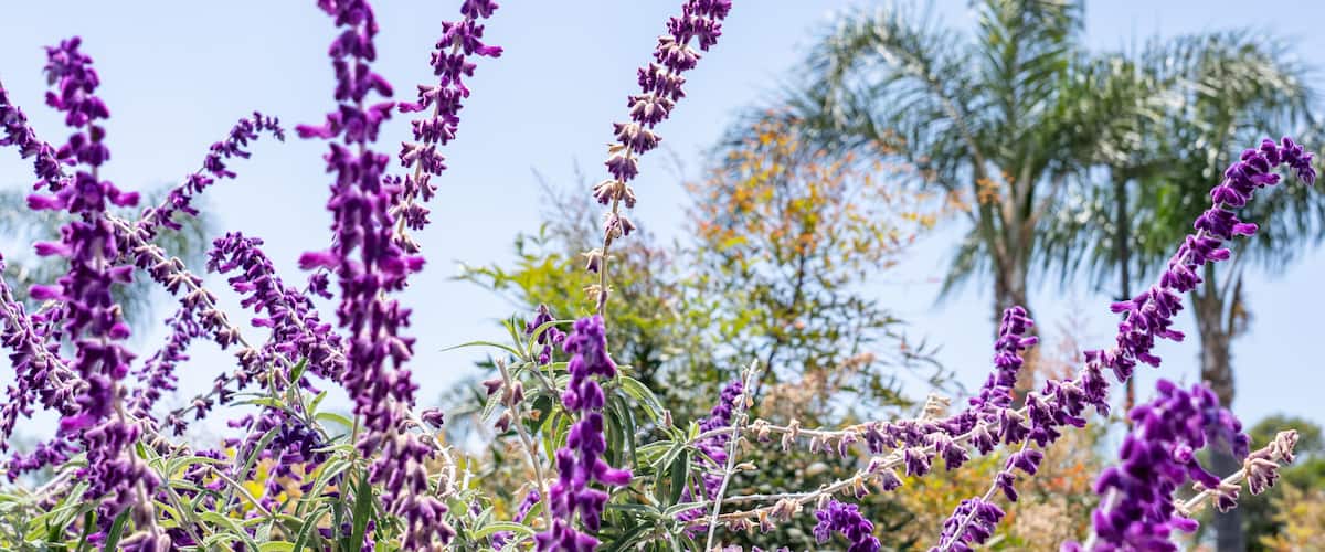 Salvia leucantha, the Mexican bush sage, is a herbaceous perennial plant,Monterey Park, Los Angeles, California Plants