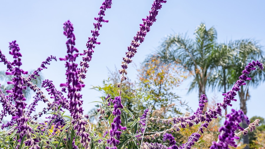 Salvia leucantha, the Mexican bush sage, is a herbaceous perennial plant,Monterey Park, Los Angeles, California Plants
