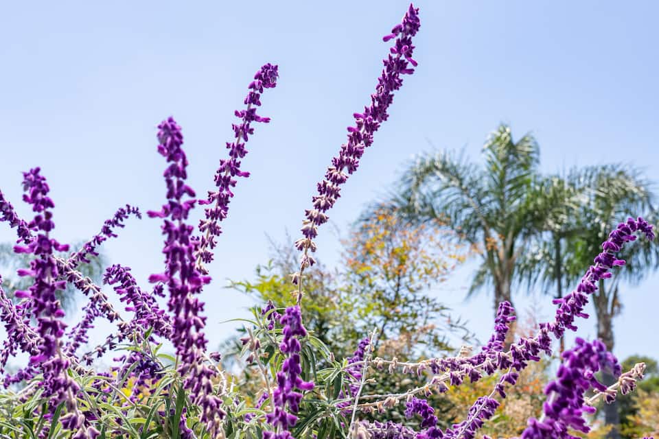 Purple flowers with a clear blue sky and palm trees in the background.