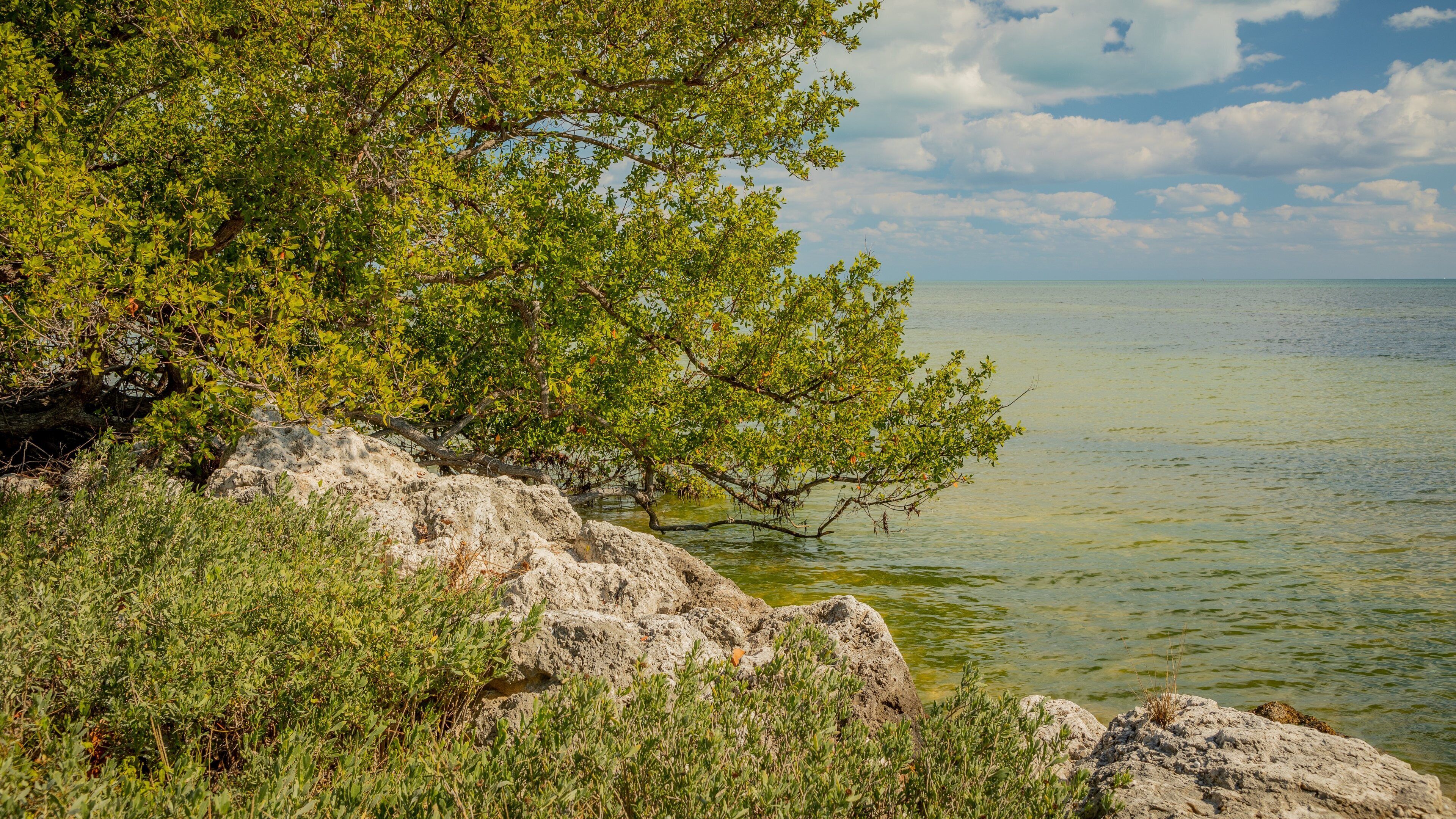 Long Key showing general coastal views