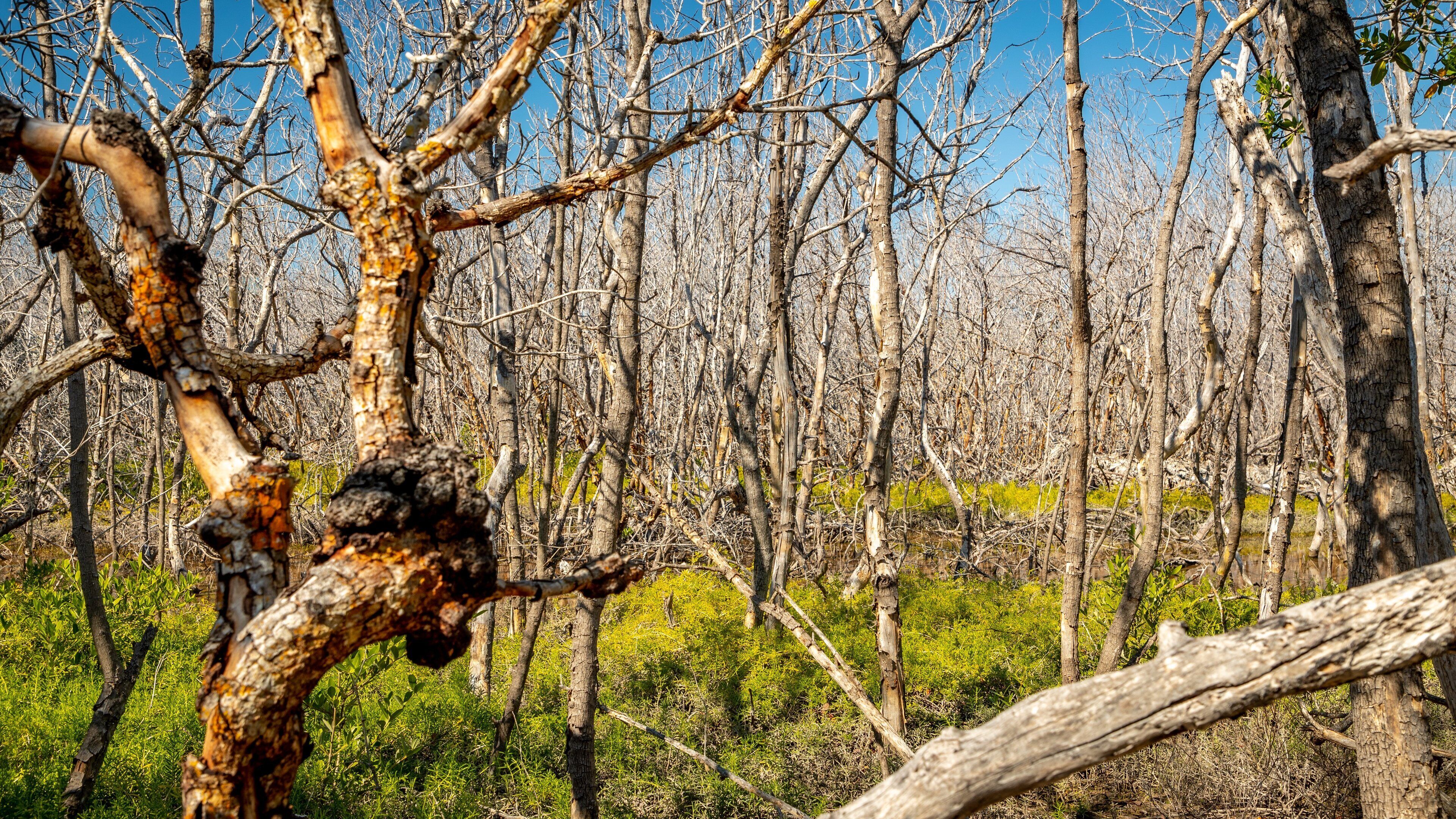 Long Key showing a park