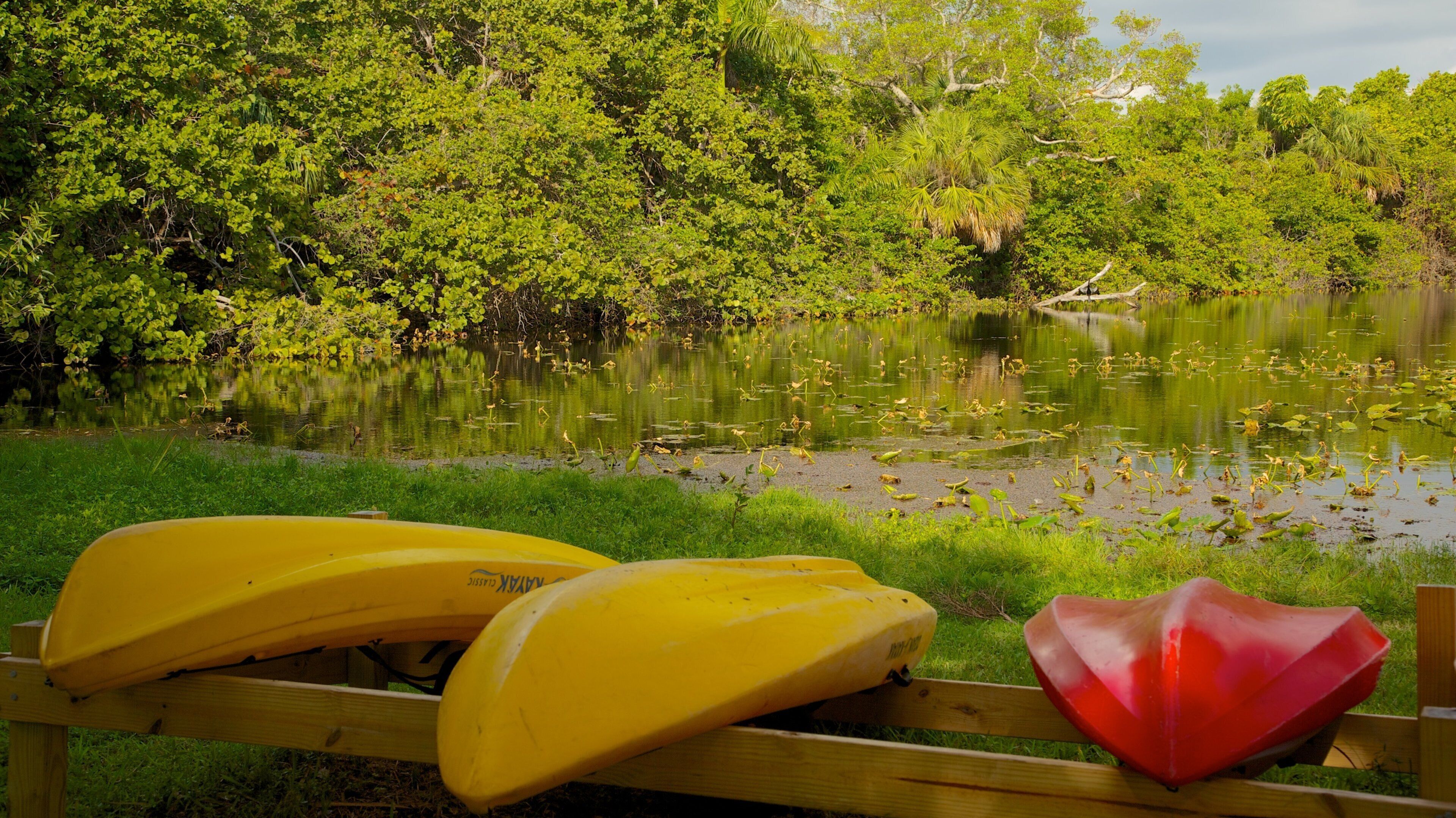 Hugh Taylor Birch State Park mostrando lago o sorgente d\'acqua, paesaggio forestale e vista del paesaggio