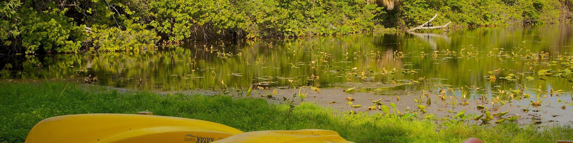 Hugh Taylor Birch State Park que inclui paisagem, cenas de floresta e um jardim