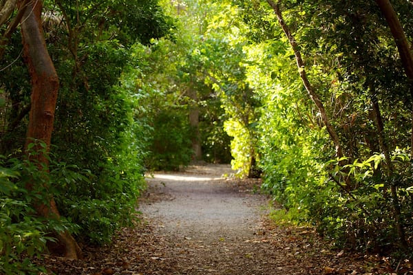 Explore the lush pathways of Hugh Taylor Birch State Park in Fort Lauderdale, Florida, during a sunny afternoon