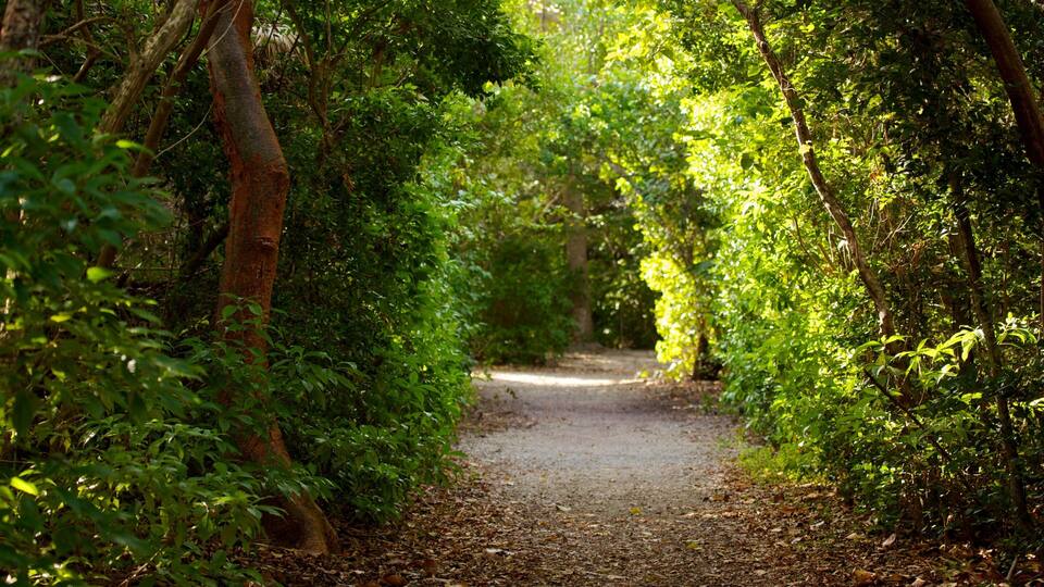 A forest path surrounded by dense green foliage.