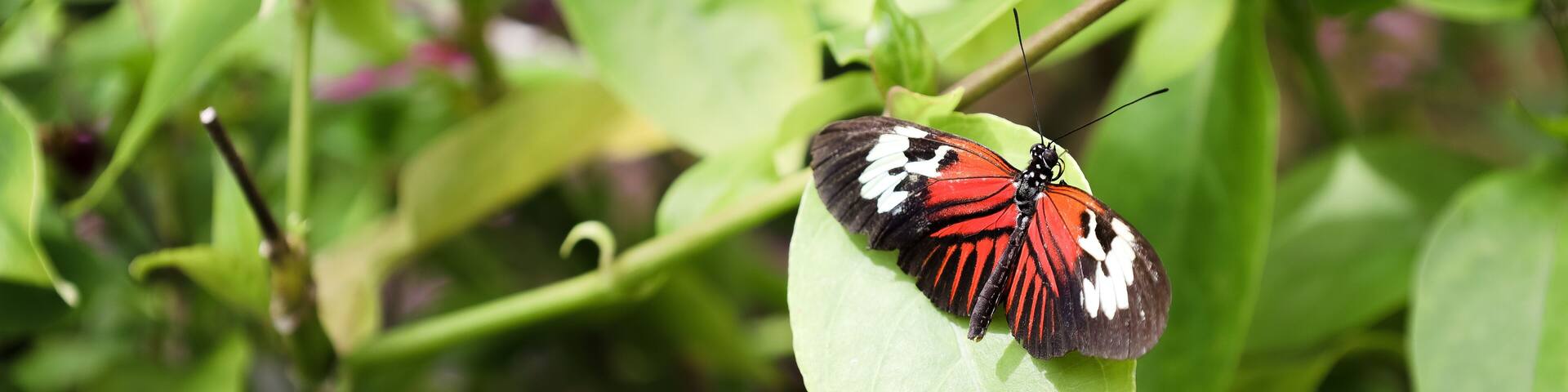 A butterfly on a green leaf.